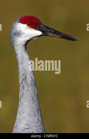 Sandhill Kran (Grus Canadensis), Porträt, USA, Florida, Venedig Deponie Stockfoto