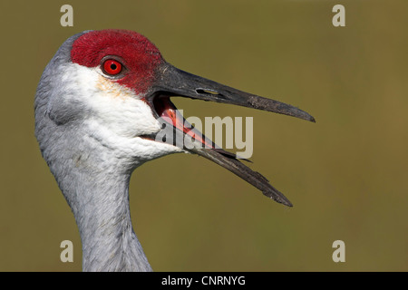 Sandhill Kran (Grus Canadensis), Porträt mit Rechnung öffnen, USA, Florida, Venedig Deponie Stockfoto