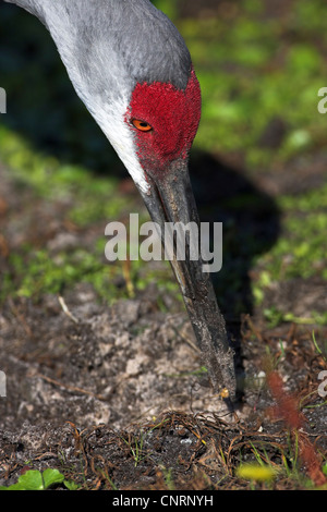 Sandhill Kran (Grus Canadensis), auf den Feed, USA, Florida, Venedig Deponie Stockfoto