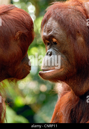 Orang Utan, Orang-Utan, Orang-Outang (Pongo Pygmaeus), zwei Individuen stehen einander gegenüber, Porträt Stockfoto