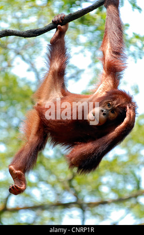 Orang Utan, Orang-Utan, Orang-Outang (Pongo Pygmaeus), freche Orang Utan Teenager an einem Baum hängen Stockfoto