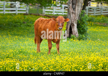 Neugierig Kalb in einem Feld von Wildblumen in der Nähe von Nashville Tennessee, USA Stockfoto