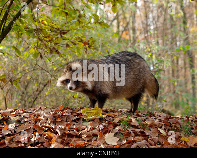 Marderhund (Nyctereutes Procyonoides), im Wald, Deutschland, Baden-Württemberg Stockfoto