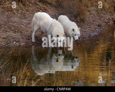 Polarwolf, Tundra-Wolf (Canis Lupus Albus), zwei Personen am Wasser Stockfoto