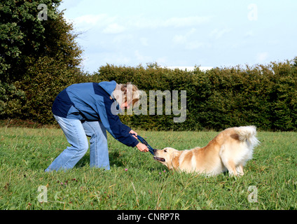 Golden Retriever (Canis Lupus F. Familiaris), spielt die junge Frau mit ihrem Hund auf einer Wiese, Deutschland Stockfoto