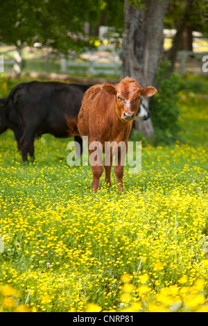 Neugierig Kalb in einem Feld von Wildblumen in der Nähe von Nashville Tennessee, USA Stockfoto