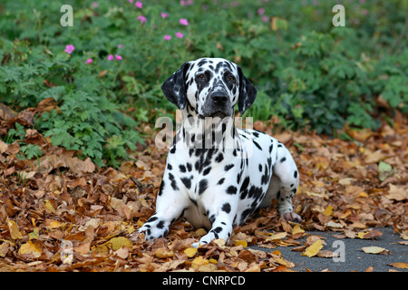 Dalmatiner (Canis Lupus F. Familiaris), im Herbst Laub liegend Stockfoto