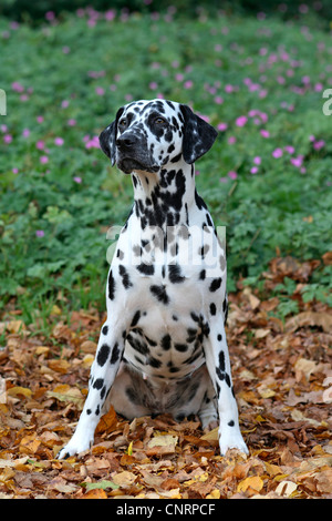 Dalmatiner (Canis Lupus F. Familiaris), sitzen im Herbstlaub Stockfoto