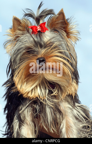 Yorkshire Terrier (Canis Lupus F. Familiaris), sieben Monate alt Stockfoto