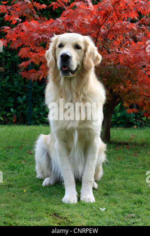 Golden Retriever (Canis Lupus F. Familiaris), sitzt Mann im Garten Stockfoto