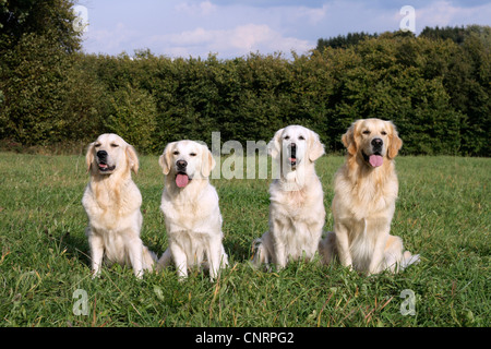 Golden Retriever (Canis Lupus F. Familiaris), drei She-Hunde und ein Rüde sitzen nebeneinander auf dem Rasen Stockfoto