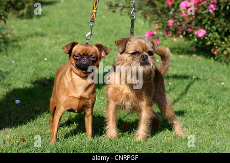 Small Brabant Griffon (Canis Lupus F. Familiaris), kleiner Brabanter Griffon und belgischen Griffon stehen nebeneinander in Rasen Stockfoto