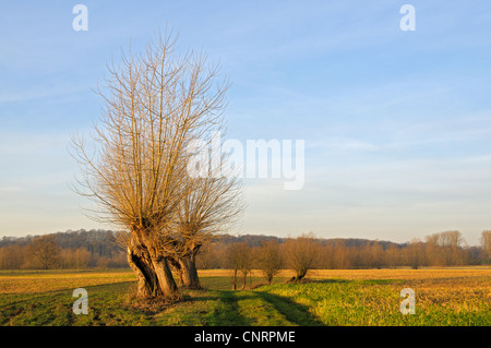 Silberweide (Salix Alba), beschnitten Weiden im Morgenlicht, Bislicher, Niederrhein, Nordrhein-Westfalen, Deutschland Stockfoto