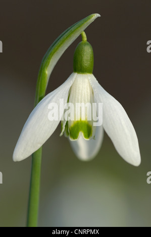 gemeinsamen Schneeglöckchen (Galanthus Nivalis), Blume, Deutschland, Nordrhein-Westfalen Stockfoto