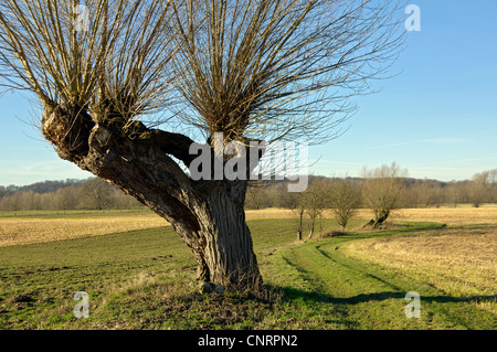 Silberweide (Salix Alba), beschnitten Weiden im Morgenlicht, Bislicher, Niederrhein, Nordrhein-Westfalen, Deutschland Stockfoto