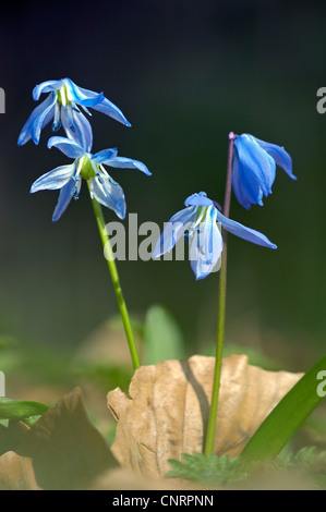 Sibirische Scilla, Sibirischer Blaustern (Scilla Siberica (Falsch: Scilla Sibirica)), Blüte Stockfoto