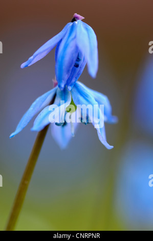 Sibirische Scilla, Sibirischer Blaustern (Scilla Siberica (Falsch: Scilla Sibirica)), Blumen Stockfoto