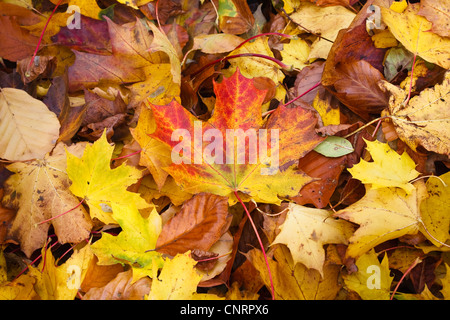 Spitz-Ahorn (Acer Platanoides), fallende Blätter, Deutschland, Thüringen Stockfoto