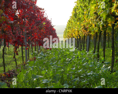 Weinreben im Herbst, Deutschland, Rheinland-Pfalz, Rebe, Weinrebe (Vitis Vinifera) Stockfoto