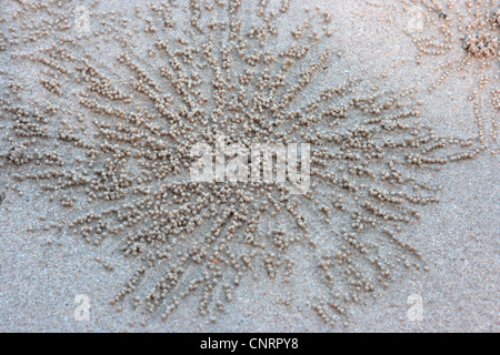 Sand Bubbler Krabbe, Kugeln aus Sand um eine Höhle, Thailand, Phuket, Khao Lak Nationalpark Stockfoto