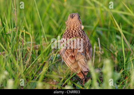 mehr kurz-toed Lerche (Calandrella Brachydactyla), auf einer Wiese, Bulgarien Stockfoto