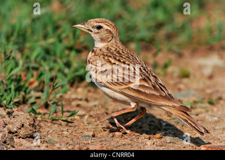 mehr kurz-toed Lerche (Calandrella Brachydactyla), auf einer Wiese, Bulgarien Stockfoto