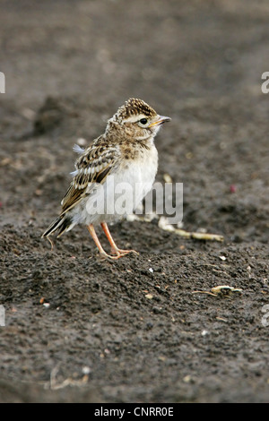 mehr kurz-toed Lerche (Calandrella Brachydactyla), auf Boden, Bulgarien Stockfoto