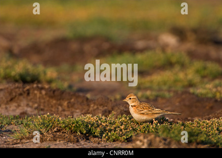 mehr kurz-toed Lerche (Calandrella Brachydactyla), auf Boden, Bulgarien Stockfoto