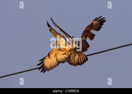 Eurasischer Bussard (Buteo Buteo), zwei Personen streiten über ein Netzkabel, Deutschland, Hessen Stockfoto