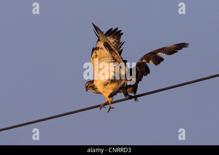 Eurasischer Bussard (Buteo Buteo), zwei Personen streiten über ein Netzkabel, Deutschland, Hessen Stockfoto