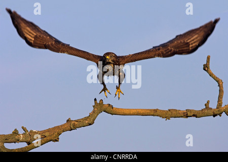 Eurasischer Bussard (Buteo Buteo), Abflug von ihrer Suche, Deutschland, Hessen Stockfoto