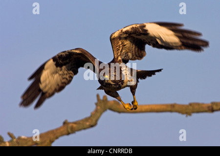 Eurasischer Bussard (Buteo Buteo), Abflug von ihrer Suche, Deutschland, Hessen Stockfoto