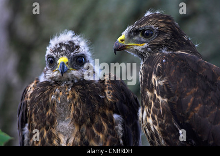 Eurasischer Bussard (Buteo Buteo), zwei Jugendliche verschiedenen Alters, Deutschland, Rheinland-Pfalz Stockfoto