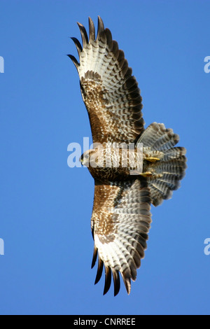 Eurasischer Bussard (Buteo Buteo), im Flug, Deutschland, Hessen Stockfoto