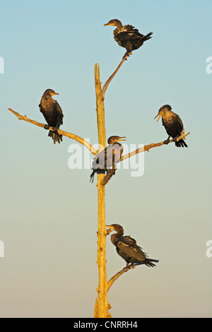 Doppel-crested Kormoran (Phalacrocorax Auritus), fünf Personen auf einem abgestorbenen Baum, USA, Florida Stockfoto