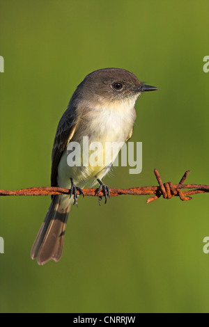 östlichen Phoebe (Sayornis Phoebe), am Stacheldraht-Zaun, USA, Florida Stockfoto