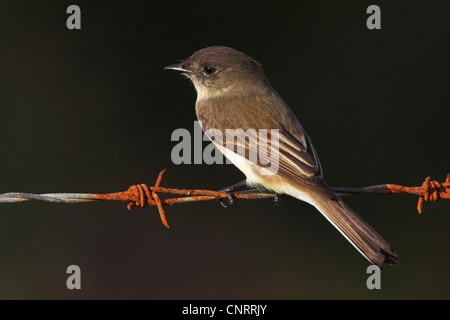 östlichen Phoebe (Sayornis Phoebe), am Stacheldraht-Zaun, USA, Florida Stockfoto