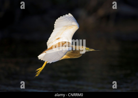 Rallenreiher (Ardeola Ralloides), im Flug, Griechenland, Lesbos Stockfoto