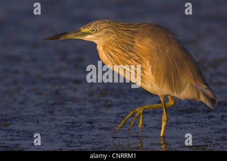 Rallenreiher (Ardeola Ralloides), steht im flachen Wasser, Griechenland, Lesbos Stockfoto