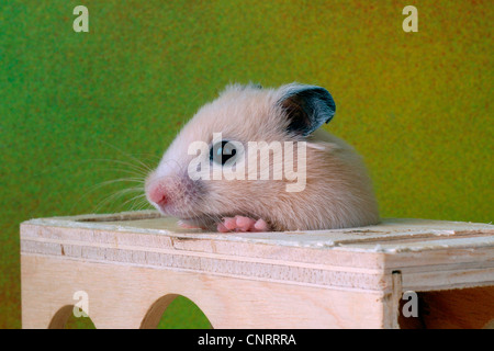 Goldhamster (Mesocricetus Auratus), schaut aus einem Wodden Wagen Stockfoto