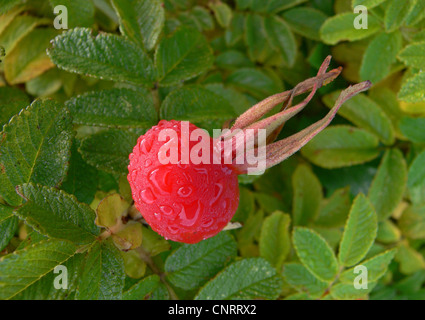 Rugosa rose, japanische rose (Rosa Rugosa), Hagebutte mit Regen fällt, Deutschland, Niedersachsen, Borkum Stockfoto