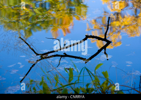 Niederlassung und Herbst Blätter Spiegel in Wasser, Deutschland, Thüringen Stockfoto