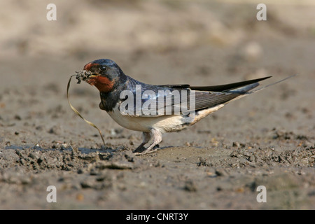 Rauchschwalbe (Hirundo Rustica), sammelt Nistmaterial, Bulgarien Stockfoto