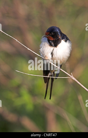 Rauchschwalbe (Hirundo Rustica), auf Zweig, Griechenland, Lesbos Stockfoto