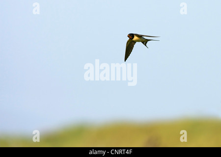 Rauchschwalbe (Hirundo Rustica), im Flug, Deutschland, Schleswig-Holstein, Helgoland Stockfoto