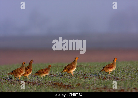 Rebhuhn (Perdix Perdix), Gruppe auf einem Feld im Abendlicht, Deutschland, Rheinland-Pfalz Stockfoto