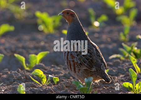 Rebhuhn (Perdix Perdix), auf einem Feld bei Gegenlicht, Deutschland Stockfoto