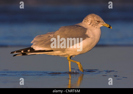 Ring-billed Möwe (Larus Delawarensis), watet durch flaches Wasser am Abend Licht, USA, Florida Stockfoto