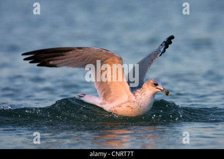 Ring-billed Möwe (Larus Delawarensis), landet auf dem Wasser, USA, Florida Stockfoto