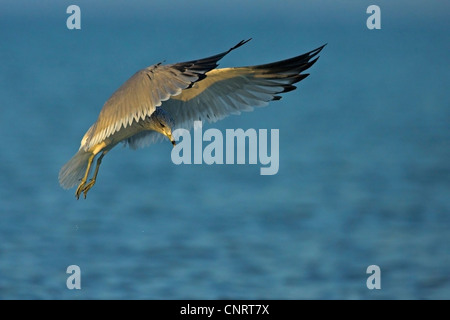 Ring-billed Möwe (Larus Delawarensis), auf den Feed, USA, Florida Stockfoto